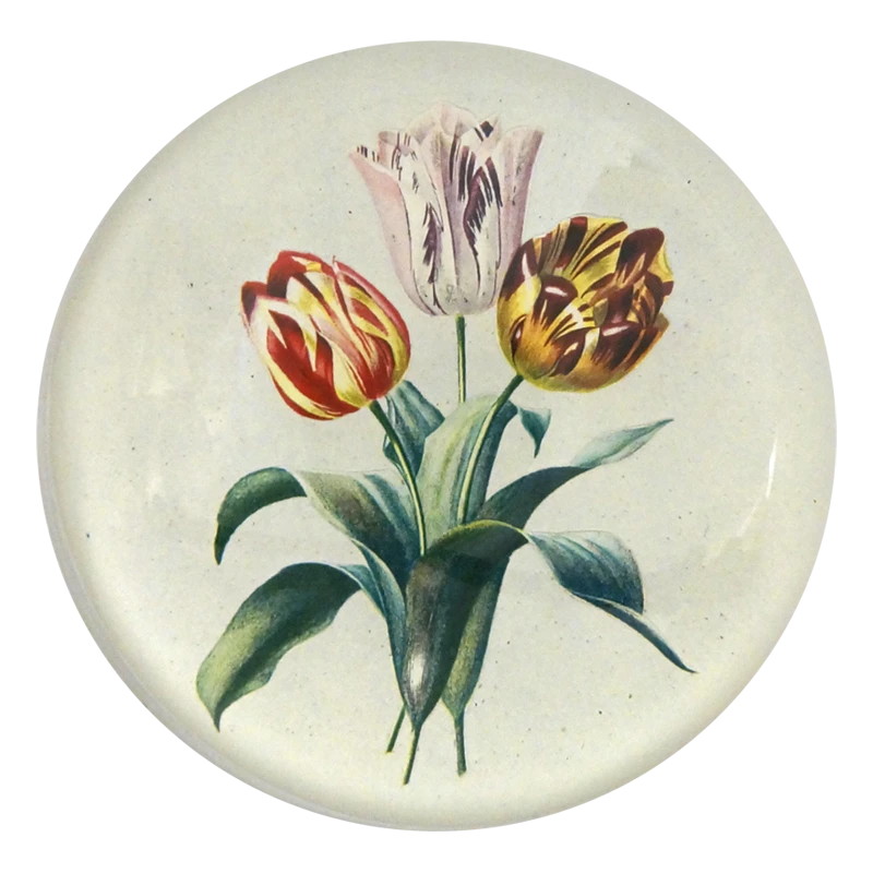 John Derian 3 Tulips 3 John Derian 3 Tulips