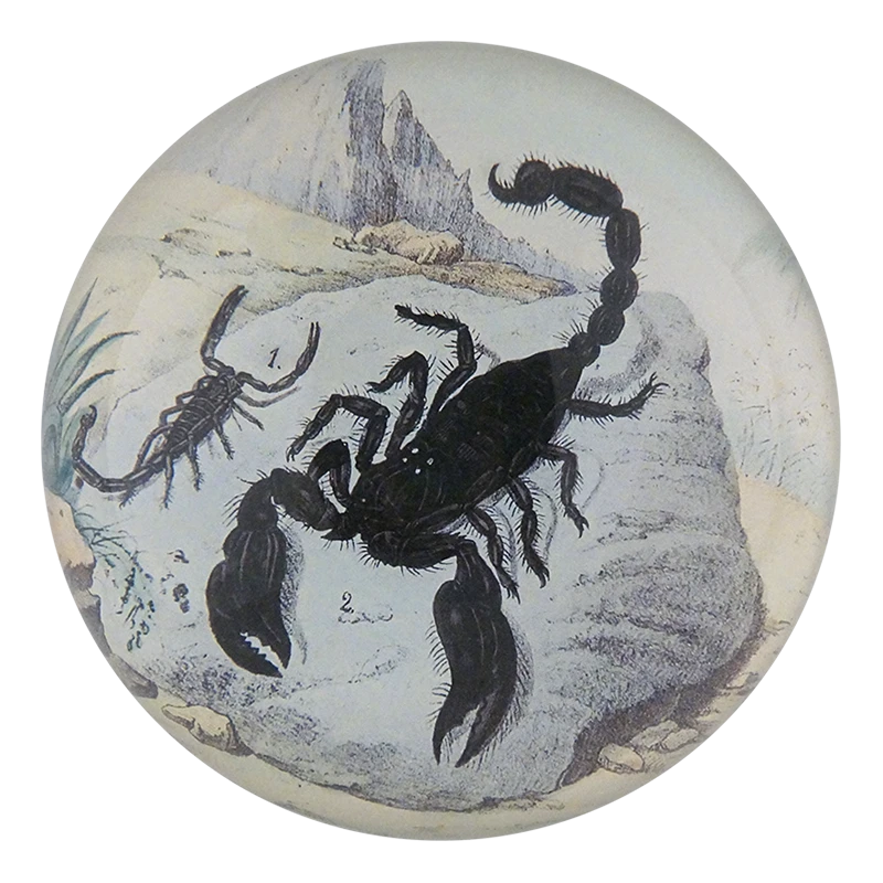 John Derian African Scorpion 3 John Derian African Scorpion