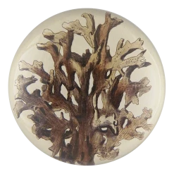 John Derian Decoupage Brown Seaplant