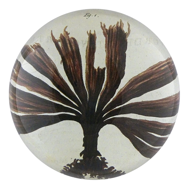 John Derian Brown Seaweed 3 John Derian Brown Seaweed