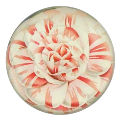 John Derian Company Inc Camellia Japonica Countess Of Derby - FINAL SALE Small Goods