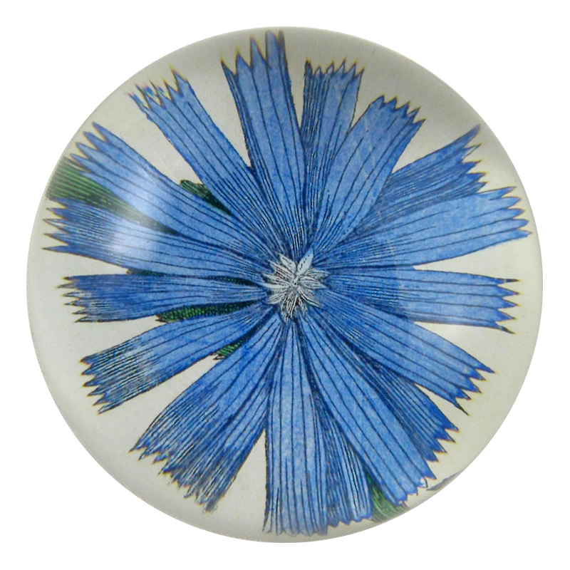 John Derian Company Inc Chicory - FINAL SALE 3 John Derian Company Inc Chicory - FINAL SALE