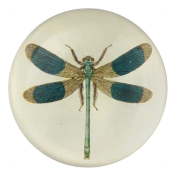 John Derian Dragonfly