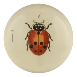 John Derian Decoupage Little Ladybug