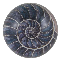 John Derian Decoupage Nautilus
