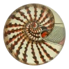 John Derian Nautilus Shell 160 Decoupage