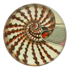 John Derian Nautilus Shell 160 Decoupage