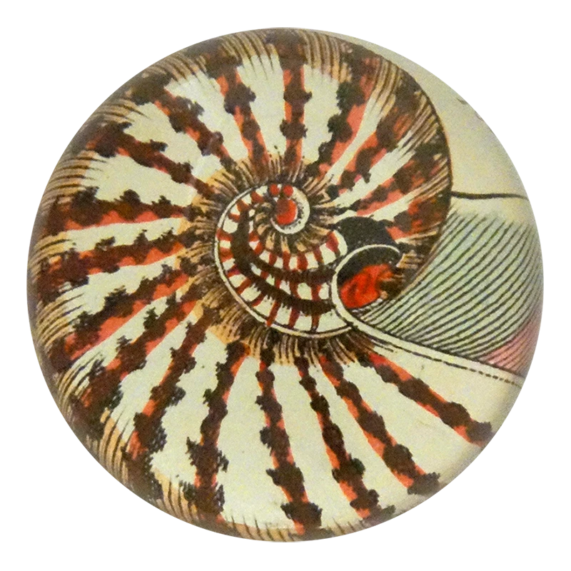 John Derian Nautilus Shell 160 Decoupage 3 John Derian Nautilus Shell 160 Decoupage
