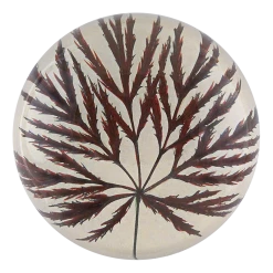 John Derian Decoupage Ornatum Maple