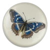 John Derian Papilio N. Iris