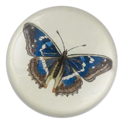 John Derian Papilio N. Iris