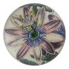 John Derian Passion Flower 1858