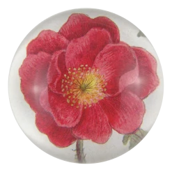 John Derian Rosa Rubra