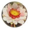John Derian Rose Coloured Water Lily Decoupage