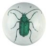 John Derian Decoupage Scarab (Green Beetle)