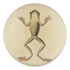 John Derian Specimen Decoupage