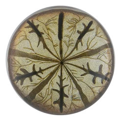 John Derian Urchin Fig. 2