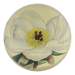 John Derian Decoupage White Peony