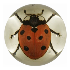 John Derian Red Ladybug
