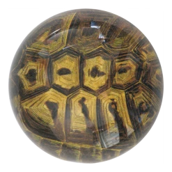 John Derian Tortoise