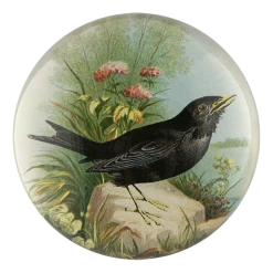 John Derian Blackbird Decoupage