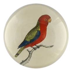 John Derian East Indies Paroquet