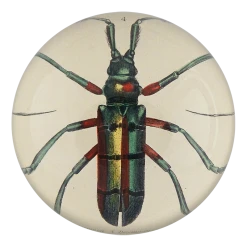 John Derian Decoupage Green Red Beetle (Lamia Tricincta)