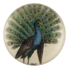 John Derian Peacock I