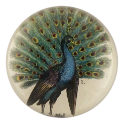 John Derian Peacock I