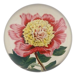 John Derian Peony Albifl Decoupage