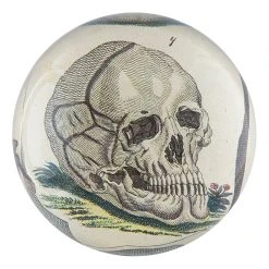 John Derian Decoupage Skull 4
