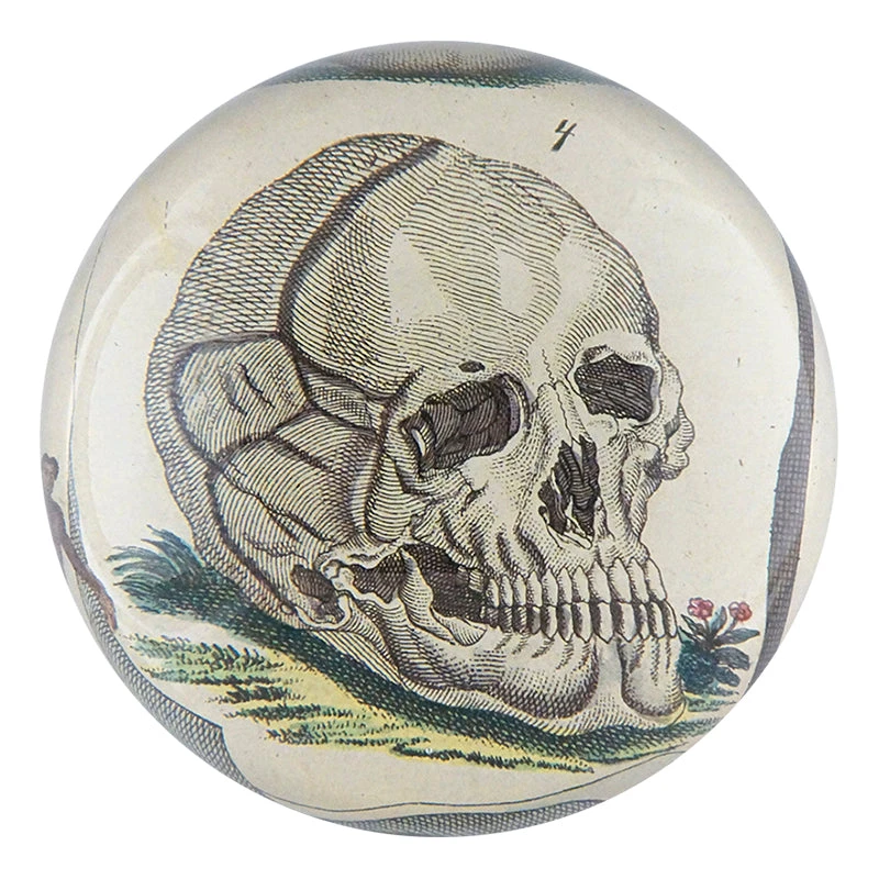 John Derian Decoupage Skull 4 3 John Derian Decoupage Skull 4