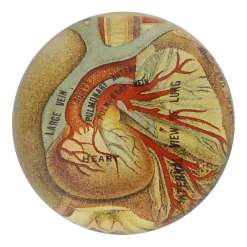 John Derian Father's Day Heart Illustration - FINAL SALE