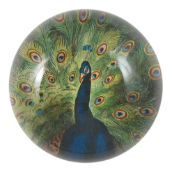 John Derian Peacock Close-up Decoupage