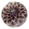 John Derian Purple Dahlia Decoupage