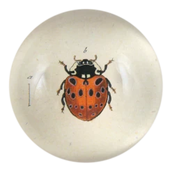 John Derian Spotted Ladybug
