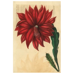 John Derian Company Inc Cactus Flower Small Goods