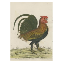 John Derian Company Inc Bantam Cock Picture Book Images