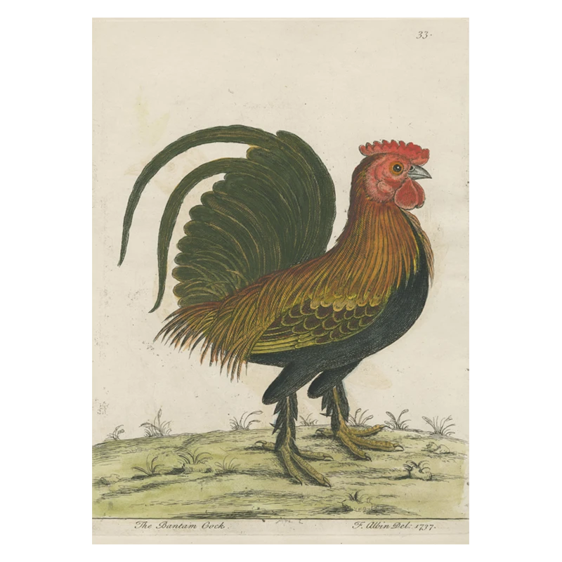 John Derian Company Inc Bantam Cock Picture Book Images 3 John Derian Company Inc Bantam Cock Picture Book Images