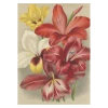 John Derian Company Inc Gladiolus 2 John Derian Company Inc Gladiolus