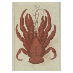 John Derian Company Inc Picture Book Images Coconut Crab