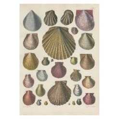 John Derian Company Inc Picture Book Images Shells