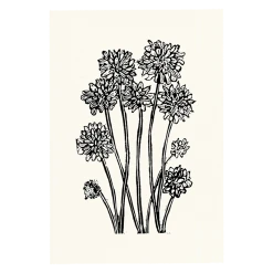 Hugo Guinness Chrysanthemum