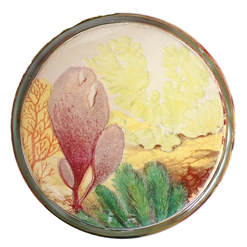 John Derian Sea Life 6 John Derian Sea Life