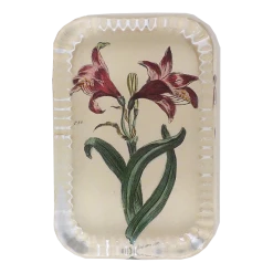 John Derian Belladonna Decoupage