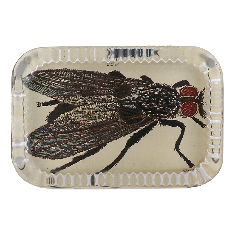 John Derian Decoupage Fly 3 John Derian Decoupage Fly