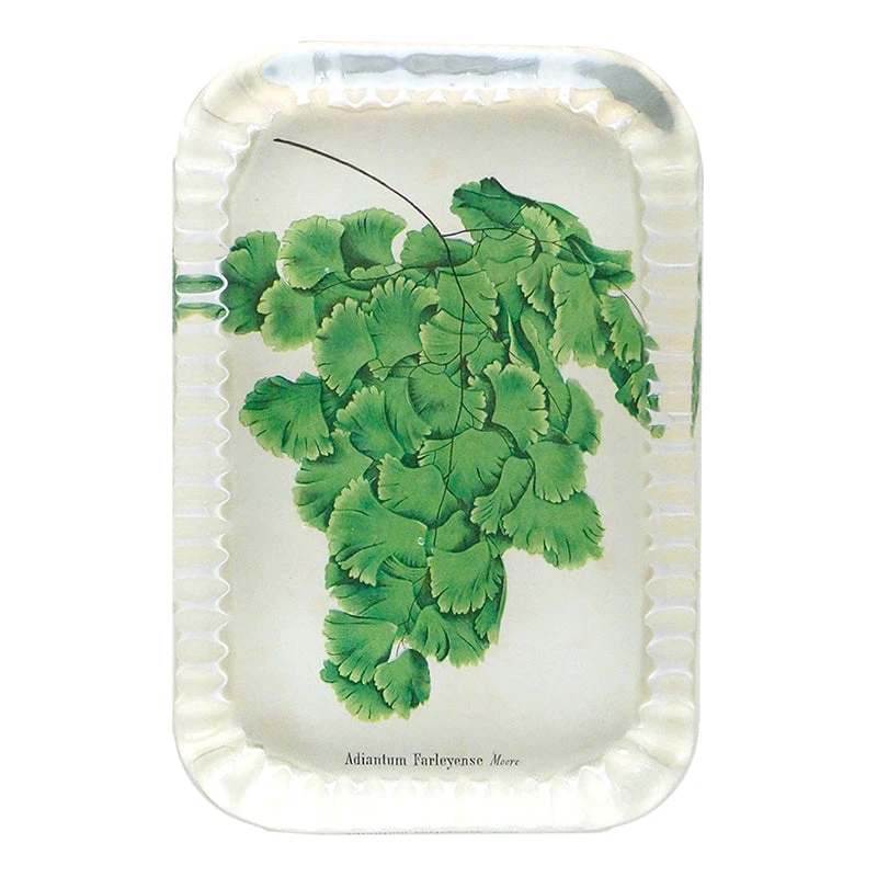 John Derian Adiantum Farleyense Moore Decoupage 3 John Derian Adiantum Farleyense Moore Decoupage