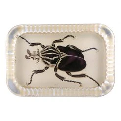 John Derian Goliath Beetle