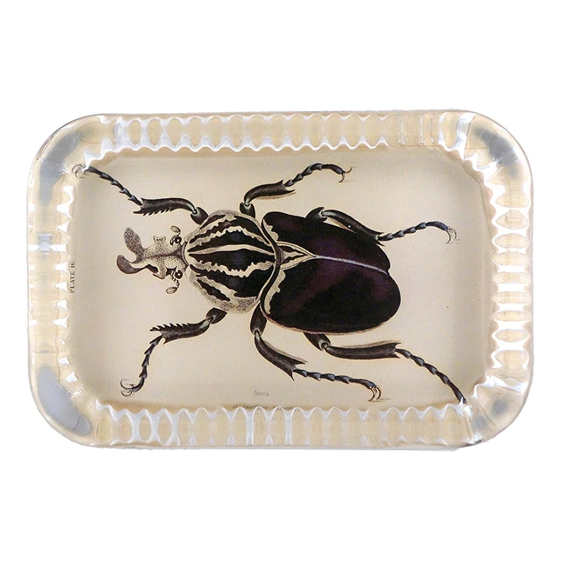 John Derian Goliath Beetle 3 John Derian Goliath Beetle