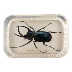 John Derian Horned Beetle